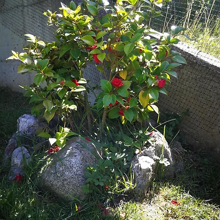 Corno Plazza Garden Al Solivo